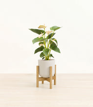 Load image into Gallery viewer, Natural Bamboo stand:bamboo