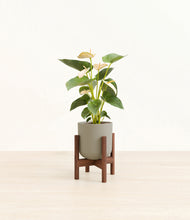 Load image into Gallery viewer, Sage Green stand:walnut