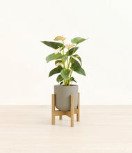 Load image into Gallery viewer, Sage Green stand:bamboo