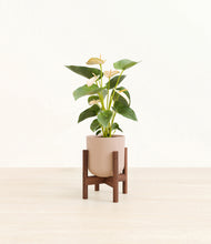 Load image into Gallery viewer, Sandy Pink stand:walnut
