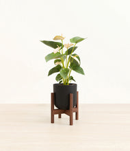 Load image into Gallery viewer, Stone Black stand:walnut