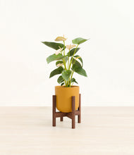 Load image into Gallery viewer, Sunset Orange stand:walnut