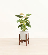 Load image into Gallery viewer, Hammered Ivory stand:walnut