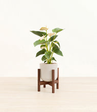 Load image into Gallery viewer, Snowdrift White stand:walnut