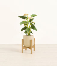 Load image into Gallery viewer, Almond Green stand:bamboo