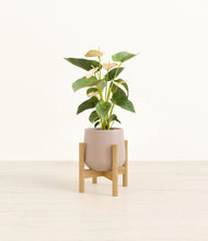 Load image into Gallery viewer, Eternal Gray stand:bamboo