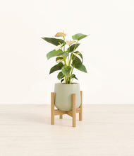 Load image into Gallery viewer, Turquoise stand:bamboo