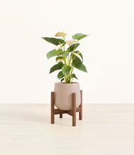 Load image into Gallery viewer, Eternal Gray stand:walnut