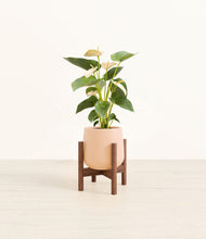 Load image into Gallery viewer, Gentle Pink stand:walnut