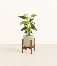 Load image into Gallery viewer, Turquoise stand:walnut