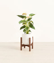 Load image into Gallery viewer, White stand:walnut