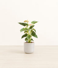 Load image into Gallery viewer, Snowdrift White*****Profile