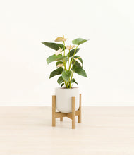 Load image into Gallery viewer, Cotton White stand:bamboo