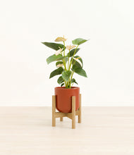 Load image into Gallery viewer, Glossy Red stand:bamboo