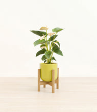 Load image into Gallery viewer, Key Lime Yellow stand:bamboo