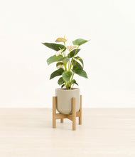Load image into Gallery viewer, Sage Green stand:bamboo