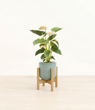 Load image into Gallery viewer, Reactive Aqua stand:bamboo