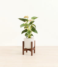 Load image into Gallery viewer, Cotton White stand:walnut