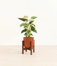 Load image into Gallery viewer, Glossy Red stand:walnut