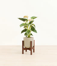 Load image into Gallery viewer, Sage Green stand:walnut