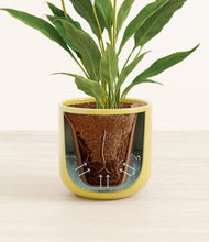 Load image into Gallery viewer, Key Lime Yellow stand:all