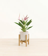 Load image into Gallery viewer, Snowdrift White stand:bamboo