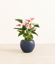 Load image into Gallery viewer, Deep Navy*****Profile