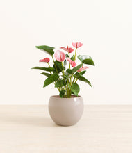 Load image into Gallery viewer, Desert Brown*****Profile