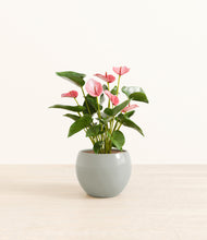 Load image into Gallery viewer, Deep Ocean*****Profile