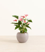 Load image into Gallery viewer, Winter Clouds*****Profile