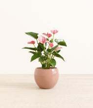 Load image into Gallery viewer, Calm Rose*****Profile