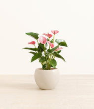 Load image into Gallery viewer, Shiny EggWhite*****Profile