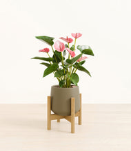 Load image into Gallery viewer, Olive stand:bamboo