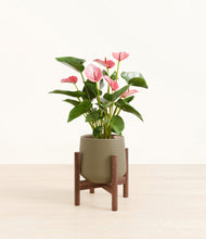 Load image into Gallery viewer, Olive stand:walnut