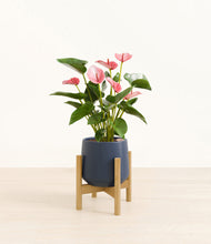 Load image into Gallery viewer, Deep Navy stand:bamboo