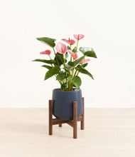 Load image into Gallery viewer, Deep Navy stand:walnut