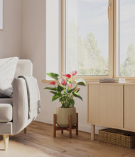 Load image into Gallery viewer, Olive stand:walnut