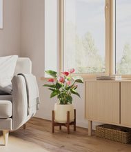 Load image into Gallery viewer, Almond Green stand:walnut