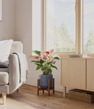 Load image into Gallery viewer, Deep Navy stand:walnut