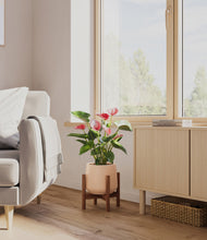 Load image into Gallery viewer, Gentle Pink stand:walnut