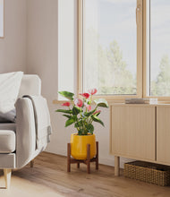 Load image into Gallery viewer, Mustard stand:walnut