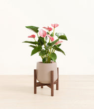 Load image into Gallery viewer, Eternal Gray stand:walnut