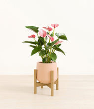 Load image into Gallery viewer, Gentle Pink stand:bamboo