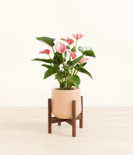 Load image into Gallery viewer, Gentle Pink stand:walnut