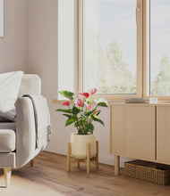 Load image into Gallery viewer, Almond Green stand:bamboo