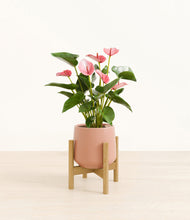 Load image into Gallery viewer, Calm Rose stand:bamboo