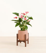 Load image into Gallery viewer, Calm Rose stand:walnut