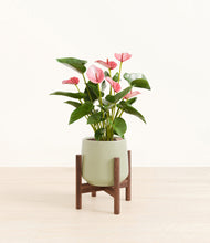 Load image into Gallery viewer, Turquoise stand:walnut