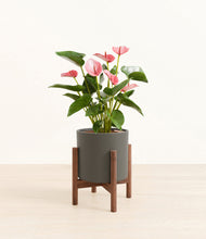 Load image into Gallery viewer, Dark Olive stand:walnut