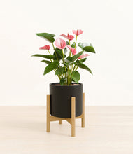 Load image into Gallery viewer, Black stand:bamboo